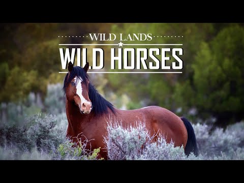 Wild Lands Wild Horses - Wild Horse Documentary Featuring Blue Eyes/Sinatra now at Skydog Sanctuary