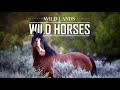 Wild Lands Wild Horses Wild Horse Documentary Featuring Blue Eyes Sinatra Now At Skydog Sanctuary