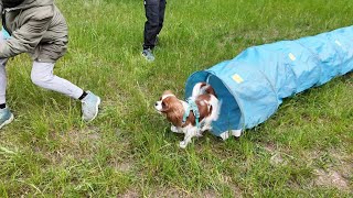 Cavalier King Charles Agility Training: Vanilla’s lesson with trainer Aurélie