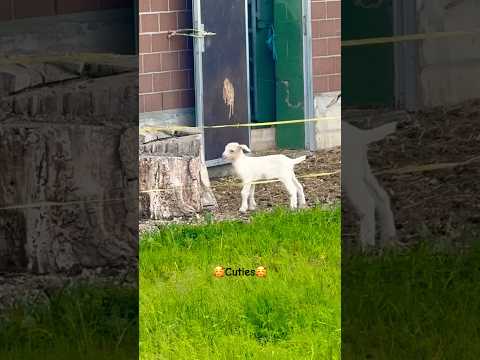 #goat #cute #nature #life #animals #goatfarming #babies #goatbaby #cuteanimals #farming #love #sweet