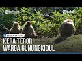 KERA EKOR PANJANG TEROR WARGA DI GUNUNGKIDUL