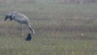 preview picture of video 'Grue cendrée Grus grus Common Crane (1)'