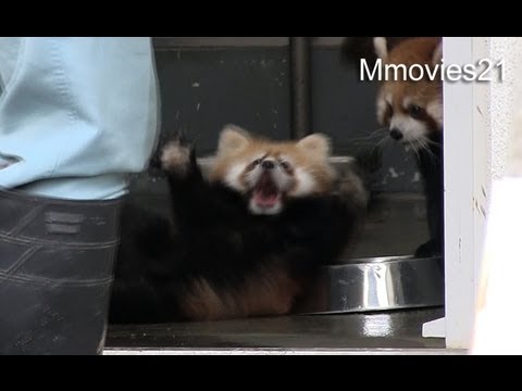 Surprised ! Baby Red Panda and upset !
