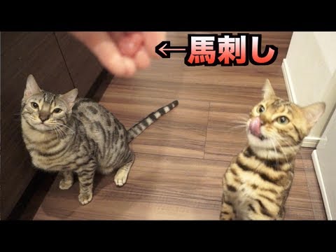 猫たちに馬刺しをあげたら大変なことに。。。