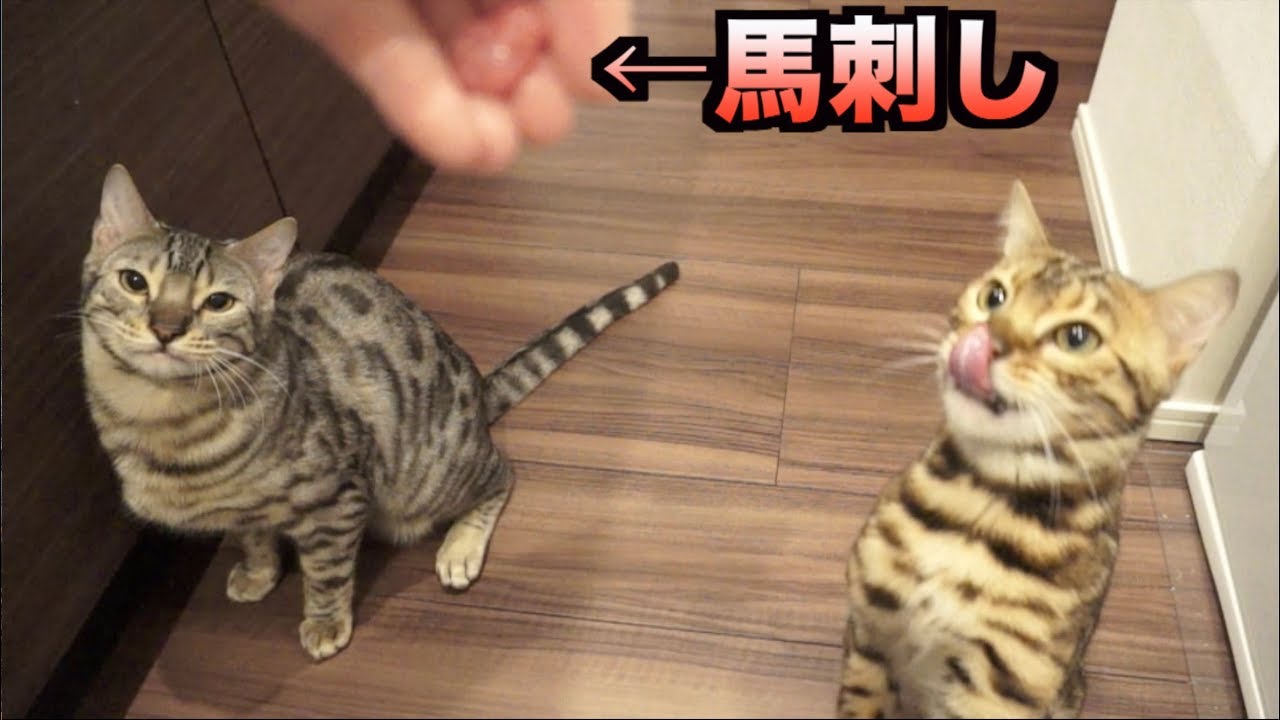 猫たちに馬刺しをあげたら大変なことに。。。