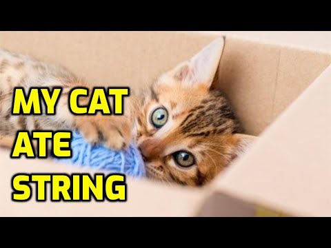 Can Cats Die From Eating String? What You Must Do!