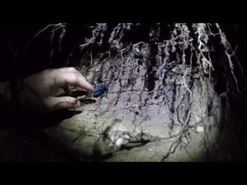 Carabus (Procerus) scabrosus colchicus Motschulsky, 1844