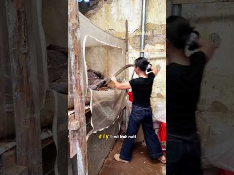 Cô gái này có kỹ năng bắt rắn đỉnh cao