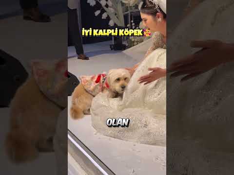 Düğün Gününde Kıyafetli Köpek.. 😍🐶