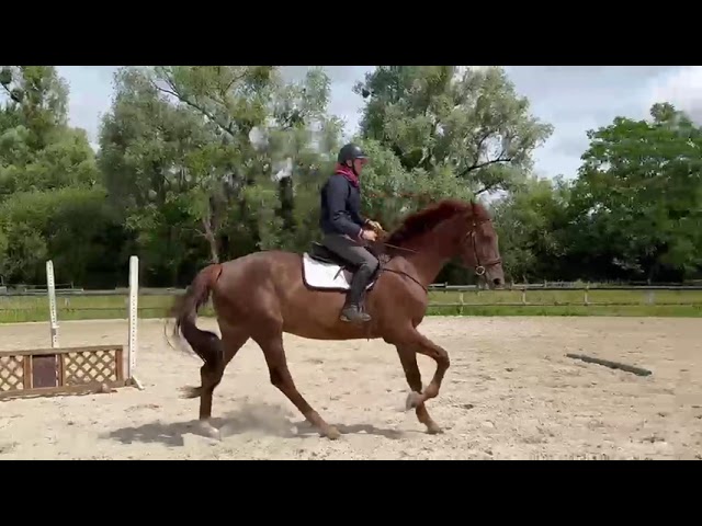 Mare Selle Fran&ccedil;ais For sale 2020 Liver chestnut