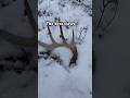 Giant shed antlers in the snow! #hunting #shedseason #whitetail