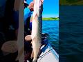 Video Thumbnail for Big  bass ? #pike  #fishing #shorts