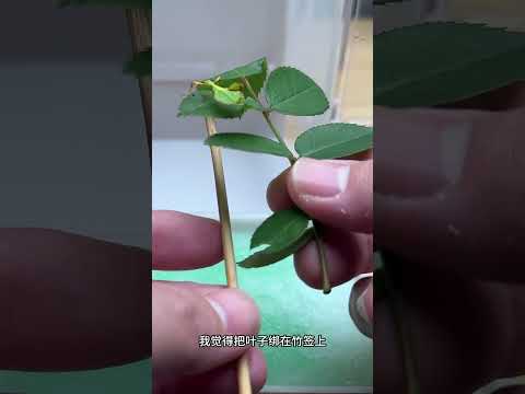 竹节虫来了，会拟态的一种昆虫，太好玩了！#科普 #大熱門 #饲养员日常 #ants