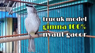 Download lagu TERBUKTI,,,!!! Kurang Dari 3 menit, Trucuk APASAJA mesti ikutan nyaut dan gacor mp3