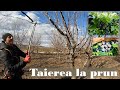 Tăierea La Prun