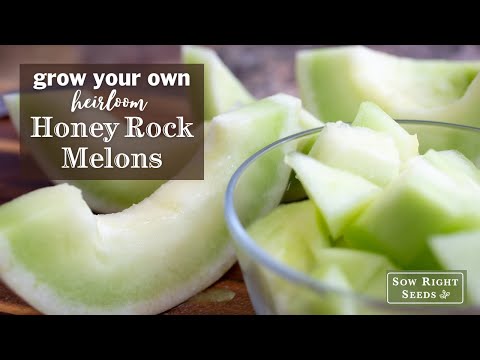 Sow Right Seeds | Honey Rock Melons