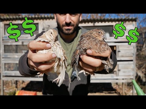 Make Money with Quail: Eggs, Chicks, & Profitable Farm Ideas