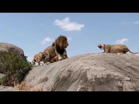 the aggressive lionesses attack the King in Serengeti national Park