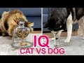 Is A Dog Really Smarter Than A Cat I Check The IQ Of My Husky And Kitty