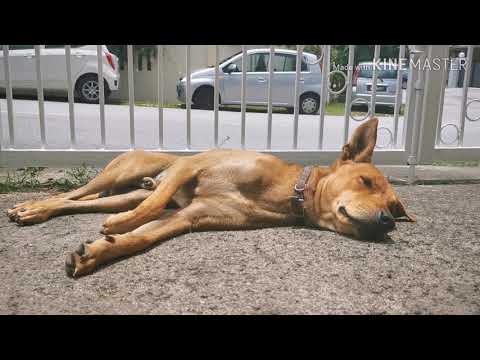 Life of A Doggy - Dog Video