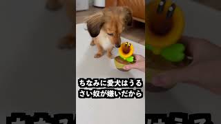 おしゃべりフラワーの口に吸音材を詰めれば黙るはず！