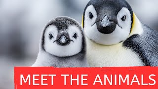 All About Penguins 🐧 | Cute, Funny & Smart Birds