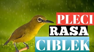 Download lagu PLECI FULL NEMBAK CIBLEK NGEBREN PANJANG mp3 Download lagu PLECI FULL NEMBAK CIBLEK NGEBREN PANJANG mp3