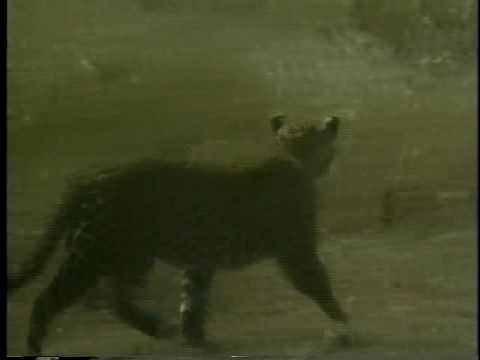 Africa Selvagem - Ataque rápido do leopardo.avi