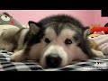 OMG Cats And Dogs Can Speak English
