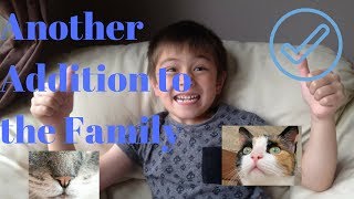 Another Addition to the Family Feline Friends  ||   mrcreativequarter