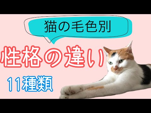猫の色による性格