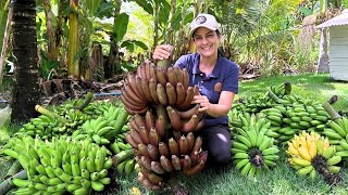Colhendo bananas diferentes, e preparando receitas saudáveis