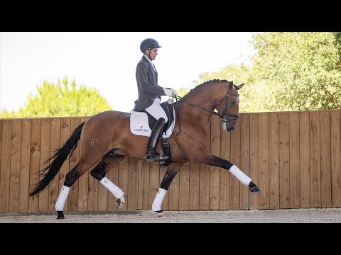 Nuelo das Lezírias (Escorial x Faquita das Lezírias)