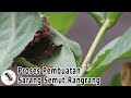 Proses Pembuatan Sarang Semut Rangrang Semut Serangga TV Channel