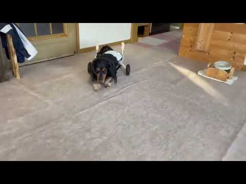 ポコ君　犬用車椅子の練習中