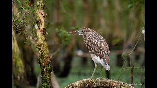Mekong Delta 5: Tra Su Forest - Mike Browne