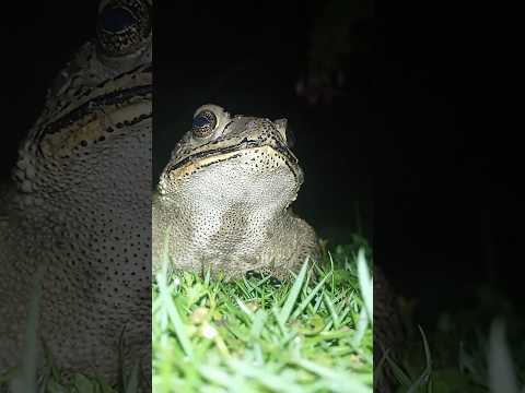 frog sound #shortvideo #frogs