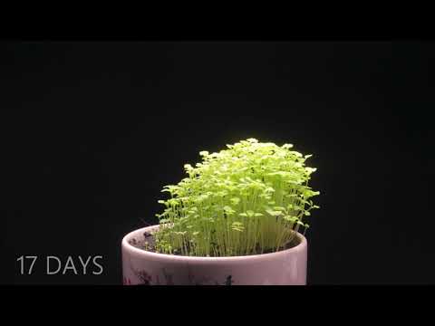 Growing Chia Plant Time Lapse - 23 Days | 4K