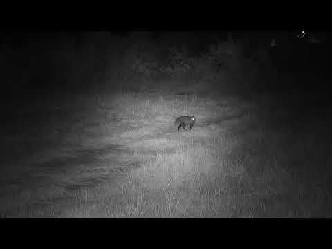 Djuma: White-tailed Mongoose spots the Leopard-can you? - 01:10 - 05/07/19