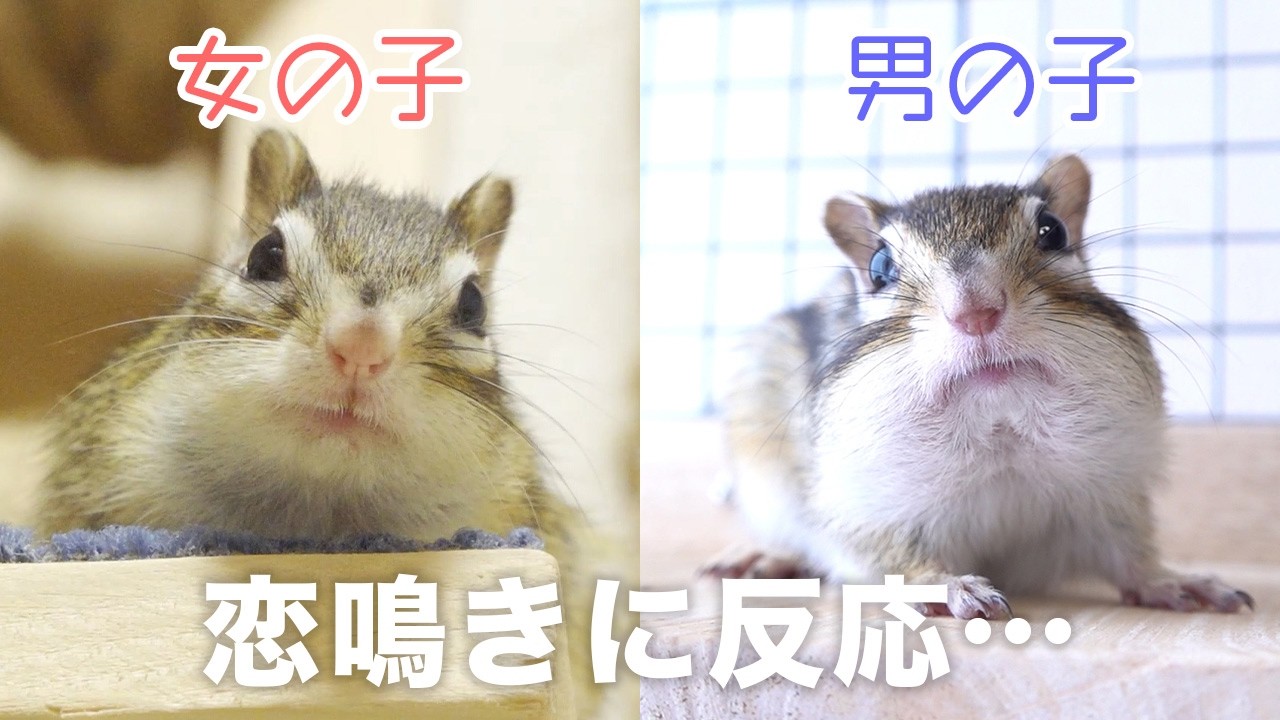 【発情期】お互いを呼び合うシマリス