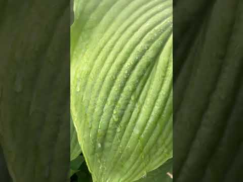 園芸 インディアンの羽、ミナの葉