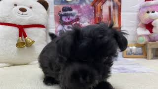 ハーフ犬の動画01