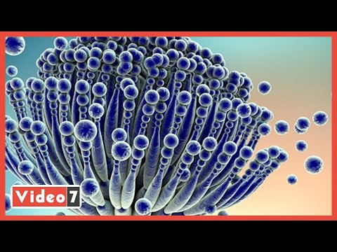 قلق جديد فى الهند بعد ظهور إصابات بداء الرشاشيات..وتطورات الحالة الصحية للفنانة دلال عبد العزيز