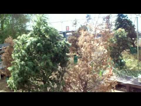 Biosphere 2 music by Ninda Yesu Judith Babirye