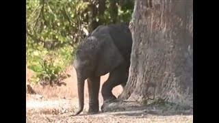 Poor baby Elephant: Lost from family - Distressed - Seeks comfort - Gets rejected - Killed