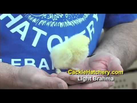 Light Brahma Chicken Breed Baby Chicks for Sale |...