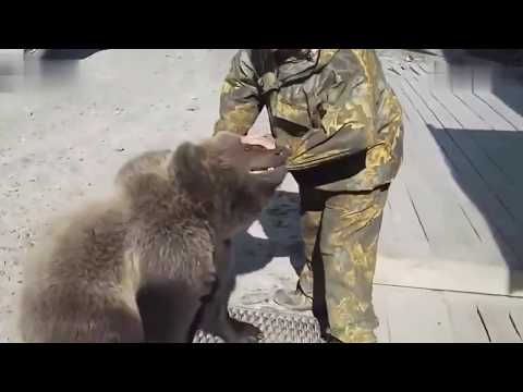 A man wrestles with a big black bear, and the big black bear is scared to the ground.