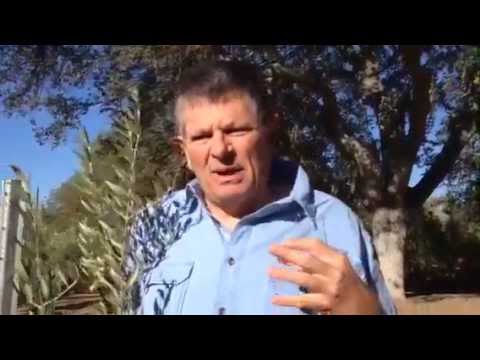 Olea Farm - Olive Oil Tasting - Arbequina Olive Oil