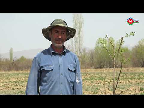 Nuhçıxan Naxçıvan: Şərur rayonu, Püsyan kəndi - 10.04.2022