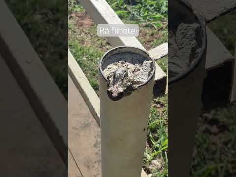 Paulinia Sp. Brasil                         Natureza Rio Atibaia!